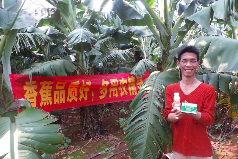 差距這么大， 是真的嗎？ 銀農(nóng)故事匯—香蕉篇