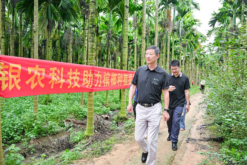 不斷創新納米農藥，“銀農三寶”助力檳榔提質增收